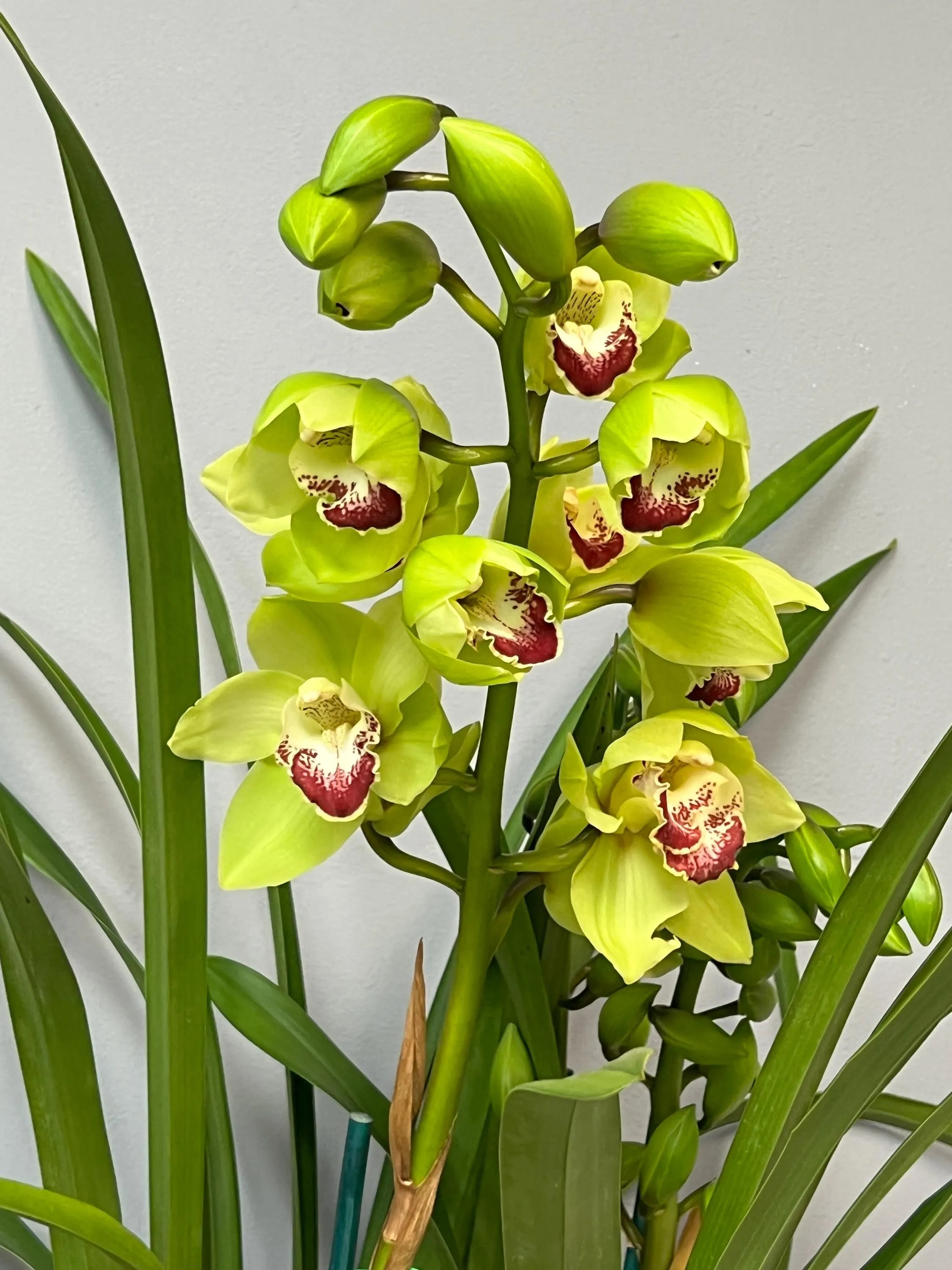 Alternative view of Cymbidium Barrita Cutlass ‘Chief’