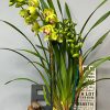 Cymbidium Barrita Cutlass ‘Chief’ - Image 8