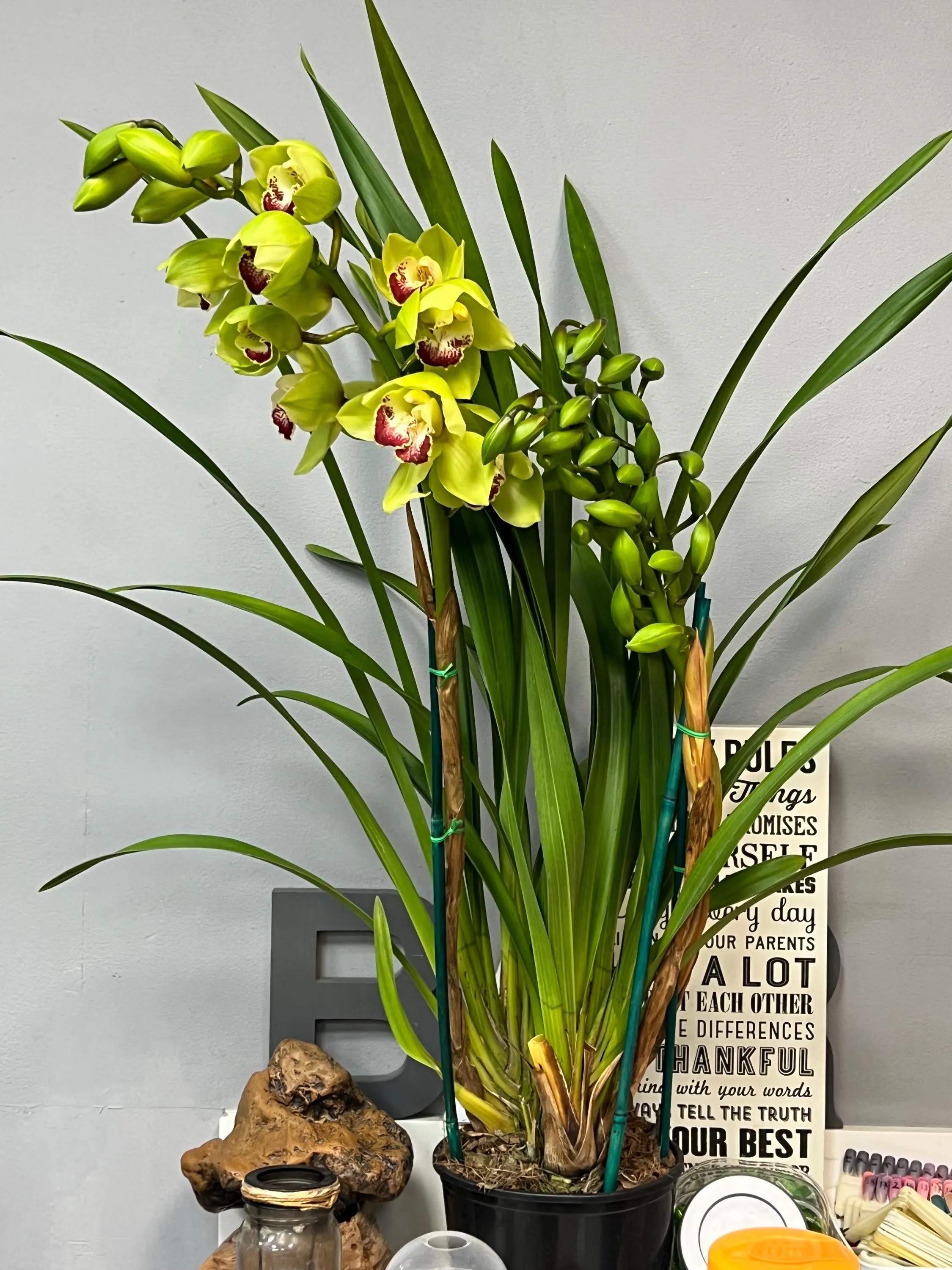 Cymbidium Barrita Cutlass ‘Chief’ - Image 8