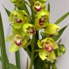 Cymbidium Barrita Cutlass ‘Chief’ - Image 6