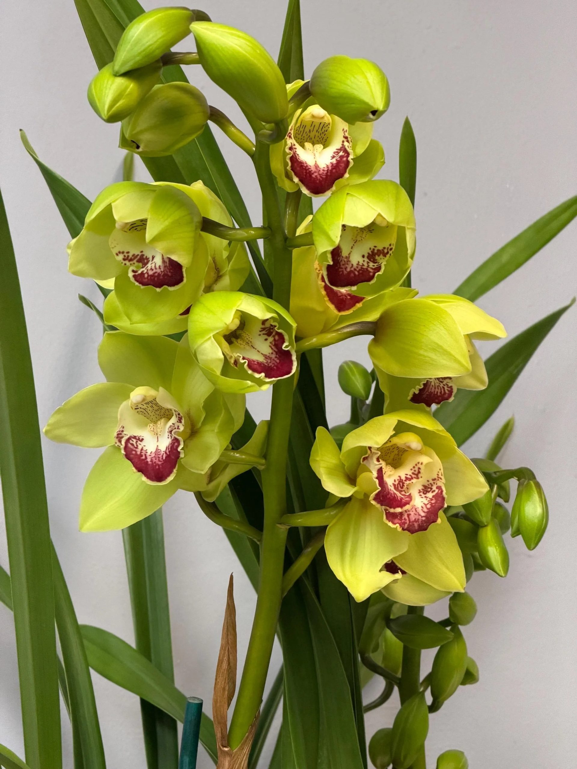 Cymbidium Barrita Cutlass ‘Chief’ - Image 6