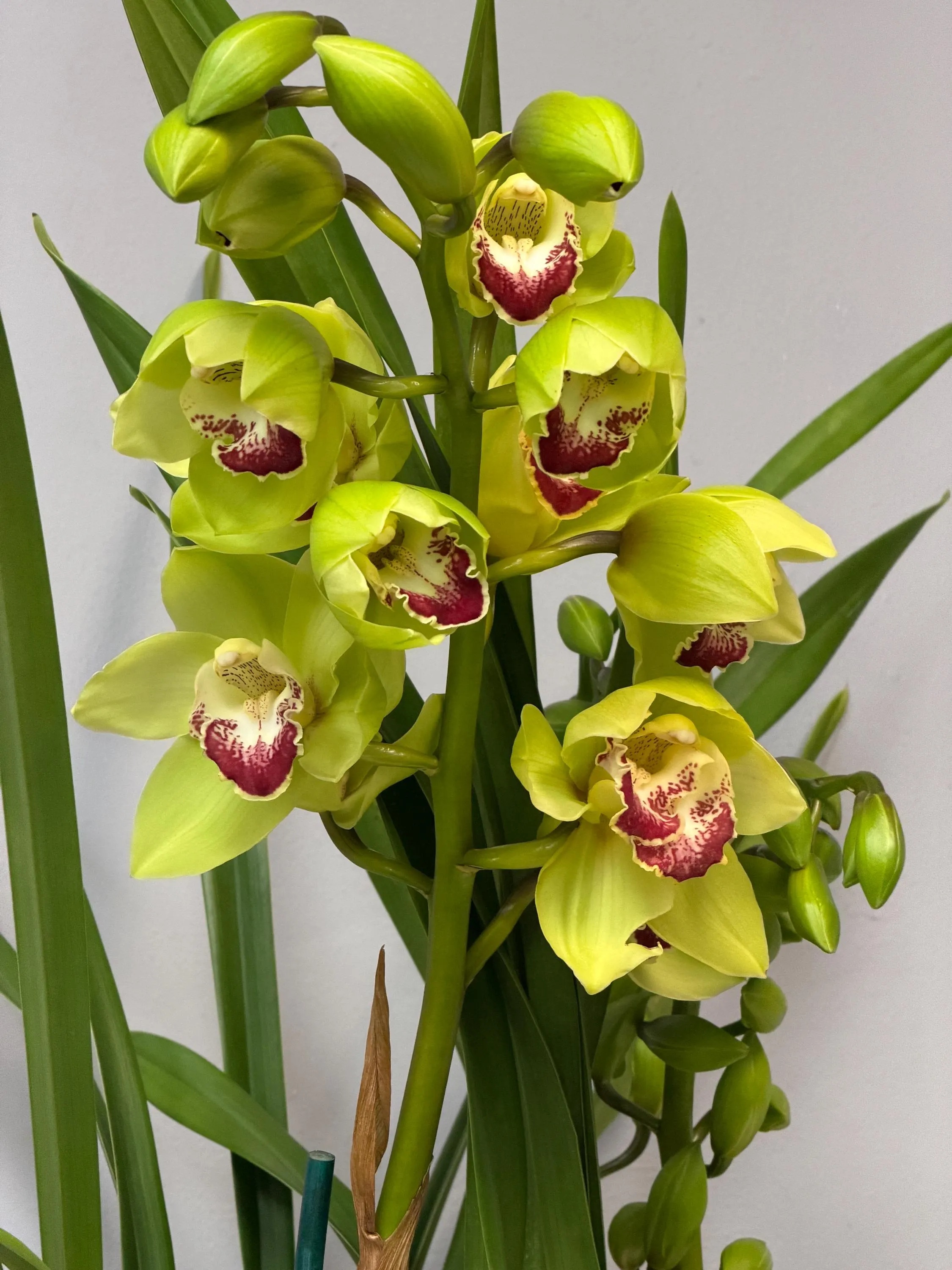 Cymbidium Barrita Cutlass ‘Chief’ - Image 6