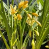 Cymbidium (canaculatum x Devon) - Image 3