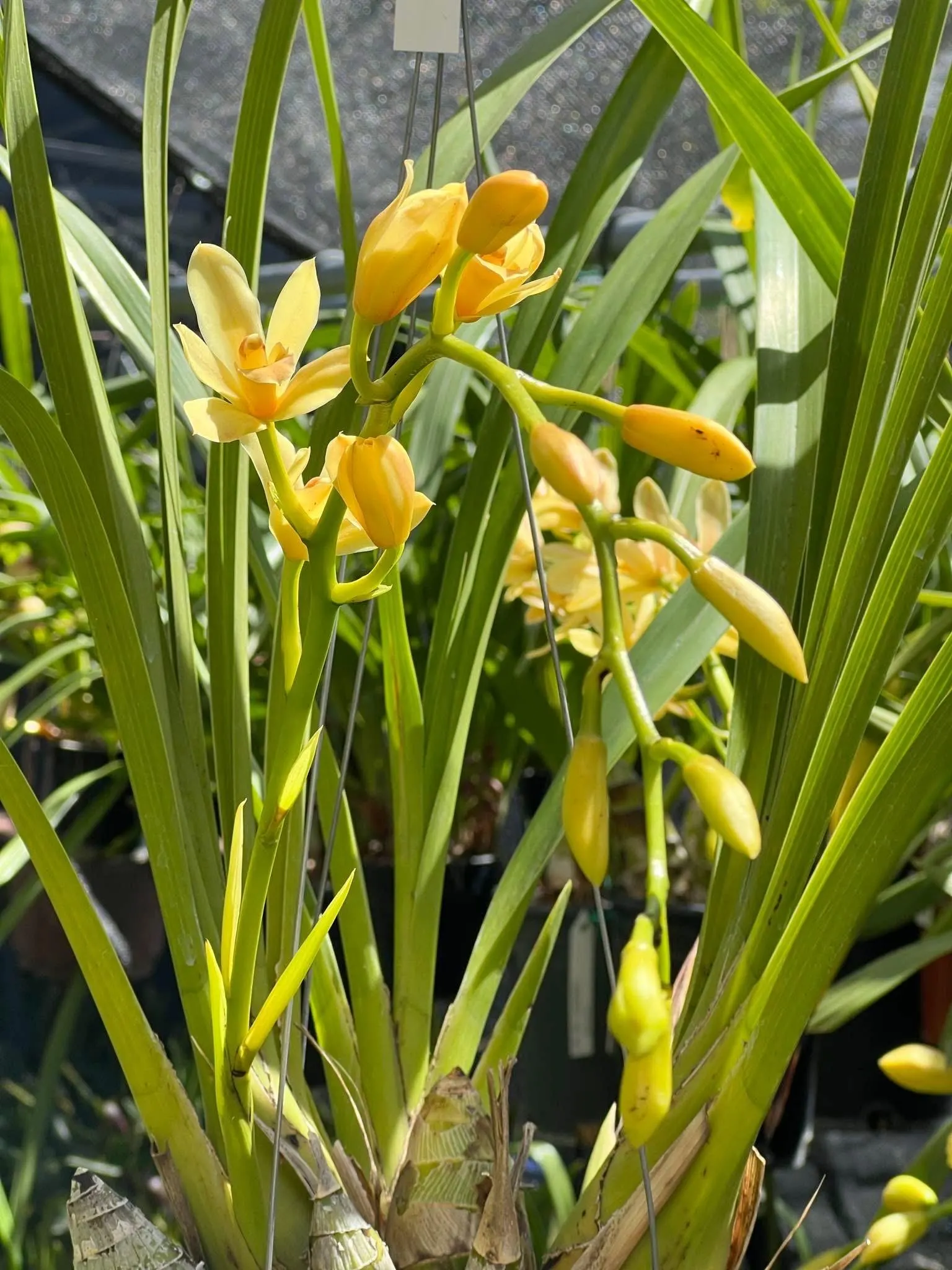 Cymbidium (canaculatum x Devon) - Image 3