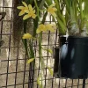 Cymbidium (canaculatum x Devon) - Image 2