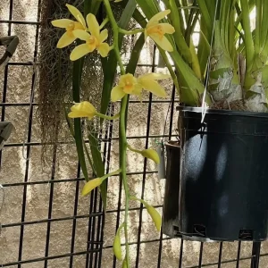 Alternative view of Cymbidium (canaculatum x Devon)