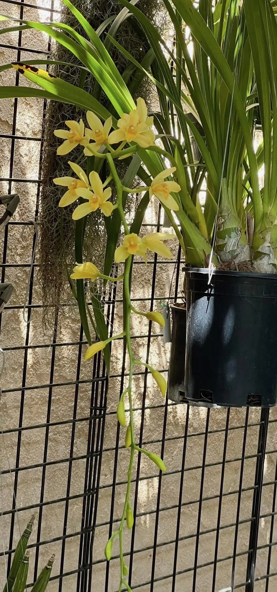 Cymbidium (canaculatum x Devon) - Image 2