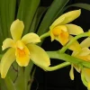 Cymbidium (canaculatum x Devon)