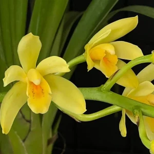 Cymbidium (canaculatum x Devon)