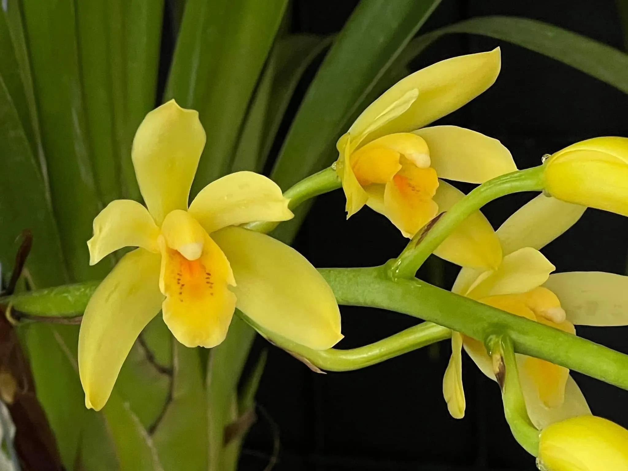 Cymbidium (canaculatum x Devon)