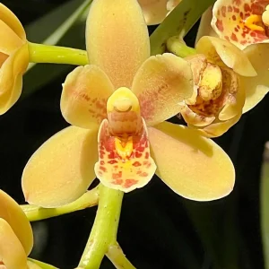 Cymbidium (Pixle Dust 'New Horizon' x madidum)