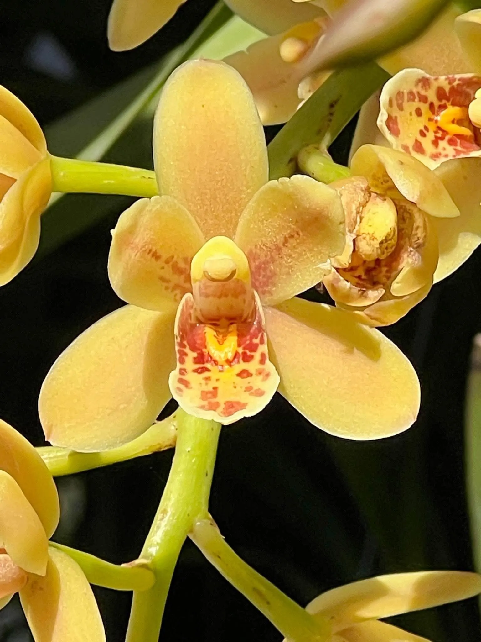 Cymbidium (Pixle Dust 'New Horizon' x madidum)