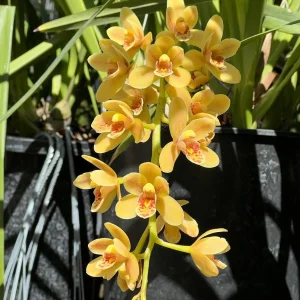 Alternative view of Cymbidium (Pixle Dust 'New Horizon' x madidum)