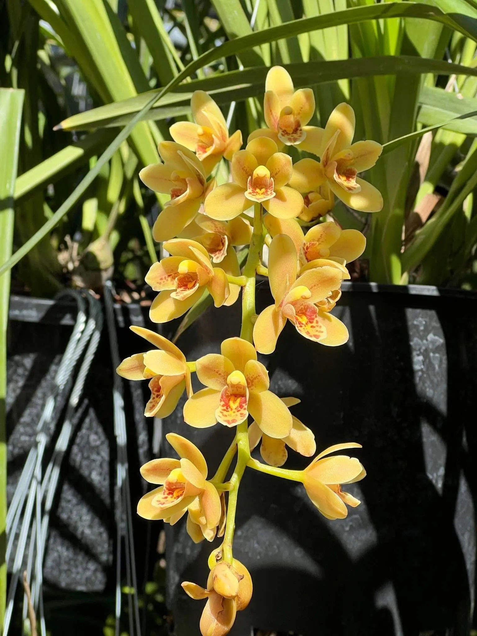 Cymbidium (Pixle Dust 'New Horizon' x madidum) - Image 2