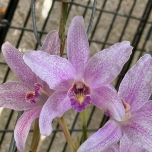 Alternative view of Laelia Summit ‘Tomiko’