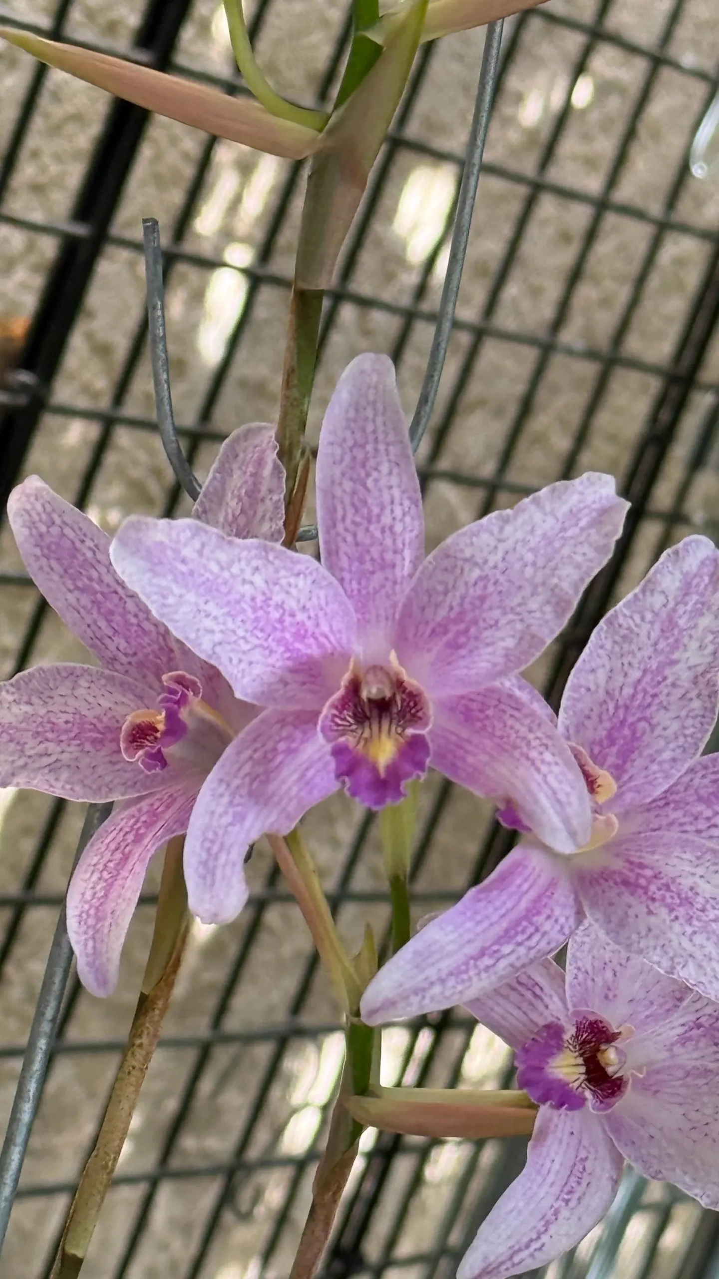 Laelia Summit ‘Tomiko’ - Image 2