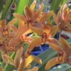 Cymbidium Madison Falls - Image 4