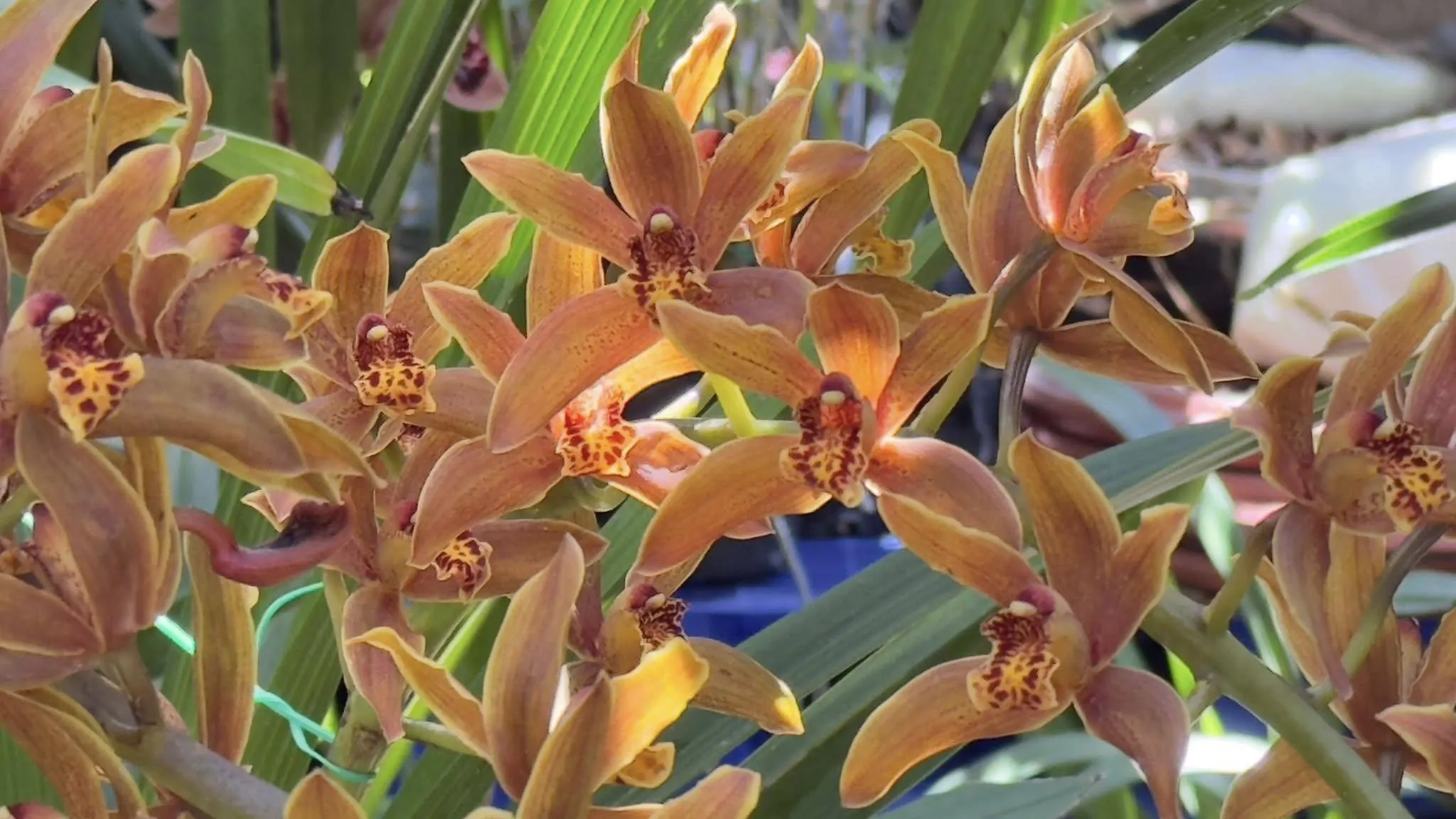 Cymbidium Madison Falls - Image 4