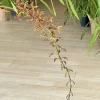 Cymbidium Madison Falls - Image 7