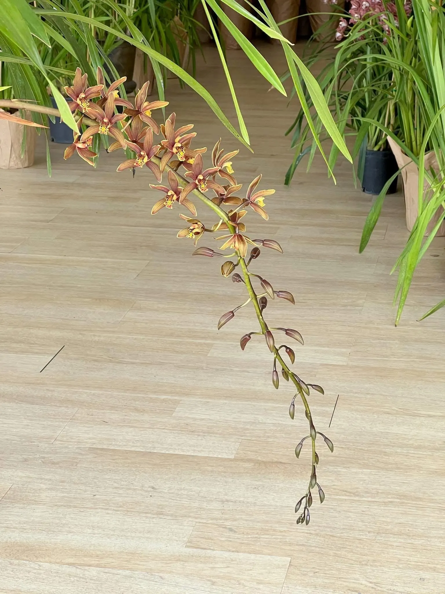 Cymbidium Madison Falls - Image 7