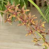 Cymbidium Madison Falls - Image 6