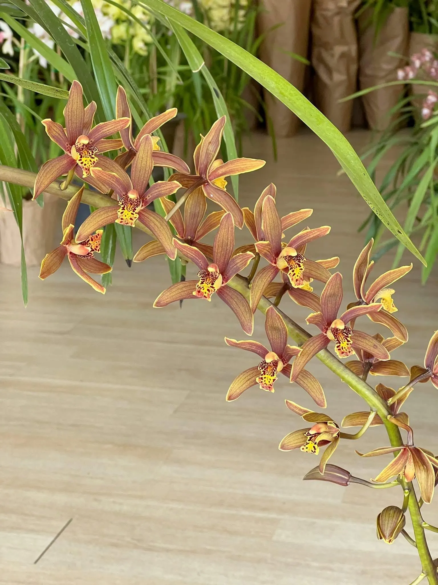 Cymbidium Madison Falls - Image 6