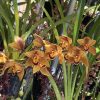 Cymbidium Mad Mouse 'Brown' - Image 2