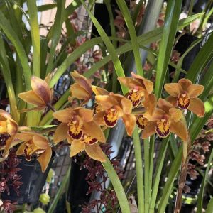 Alternative view of Cymbidium Mad Mouse 'Brown'