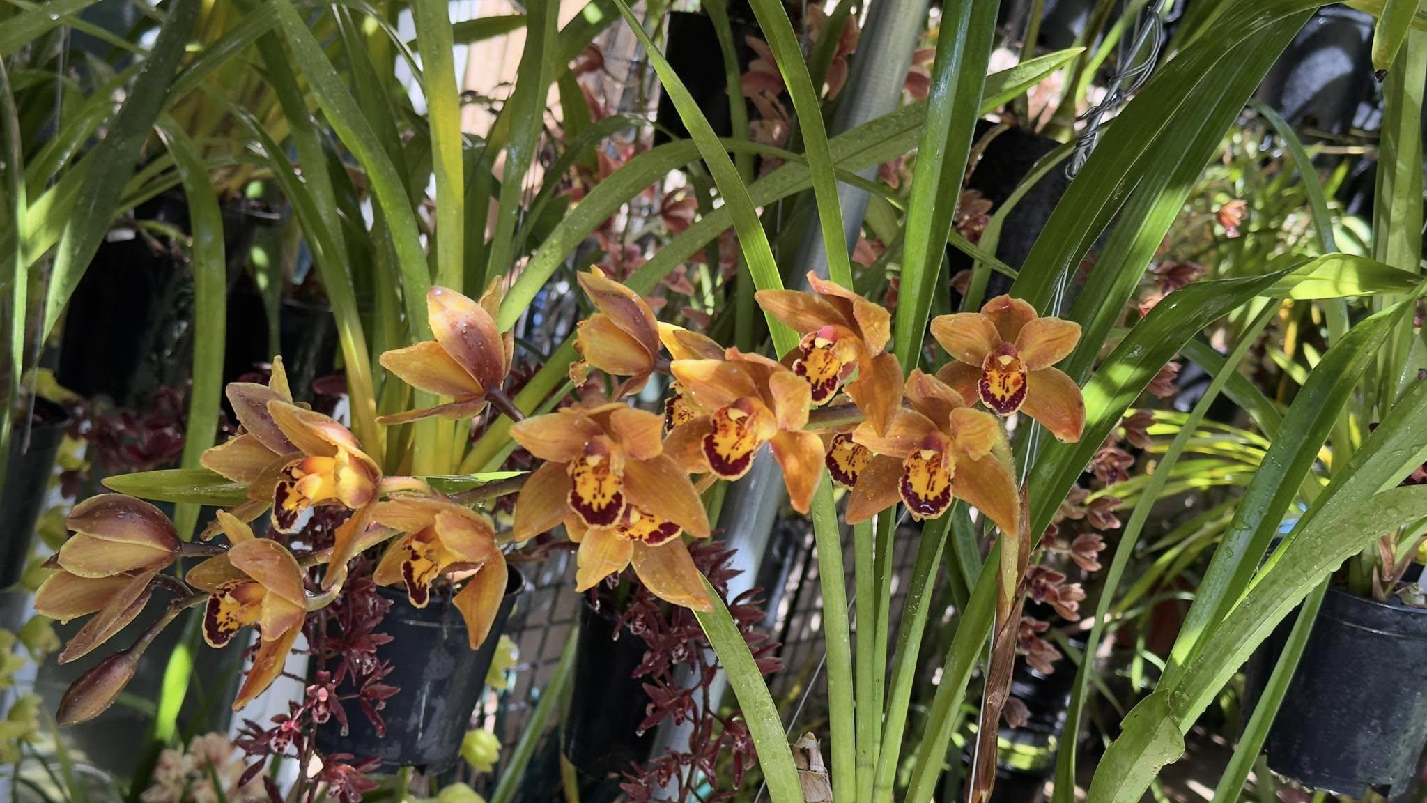 Cymbidium Mad Mouse 'Brown' - Image 2