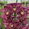 Cymbidium Barrita Pillar 'Claret' - Image 9