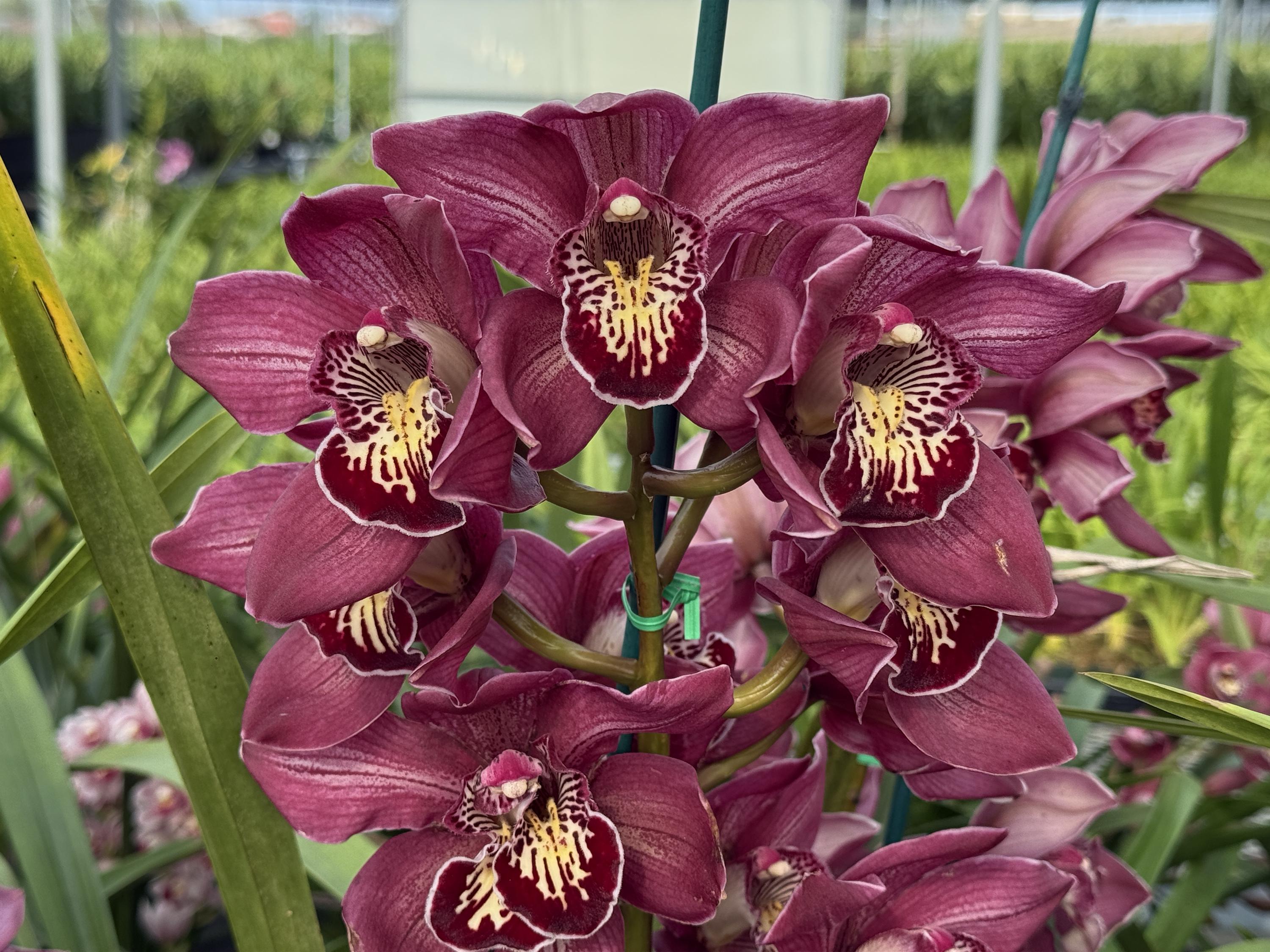 Cymbidium Barrita Pillar 'Claret' - Image 9