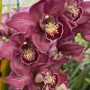 Cymbidium Barrita Pillar 'Claret' - Image 11