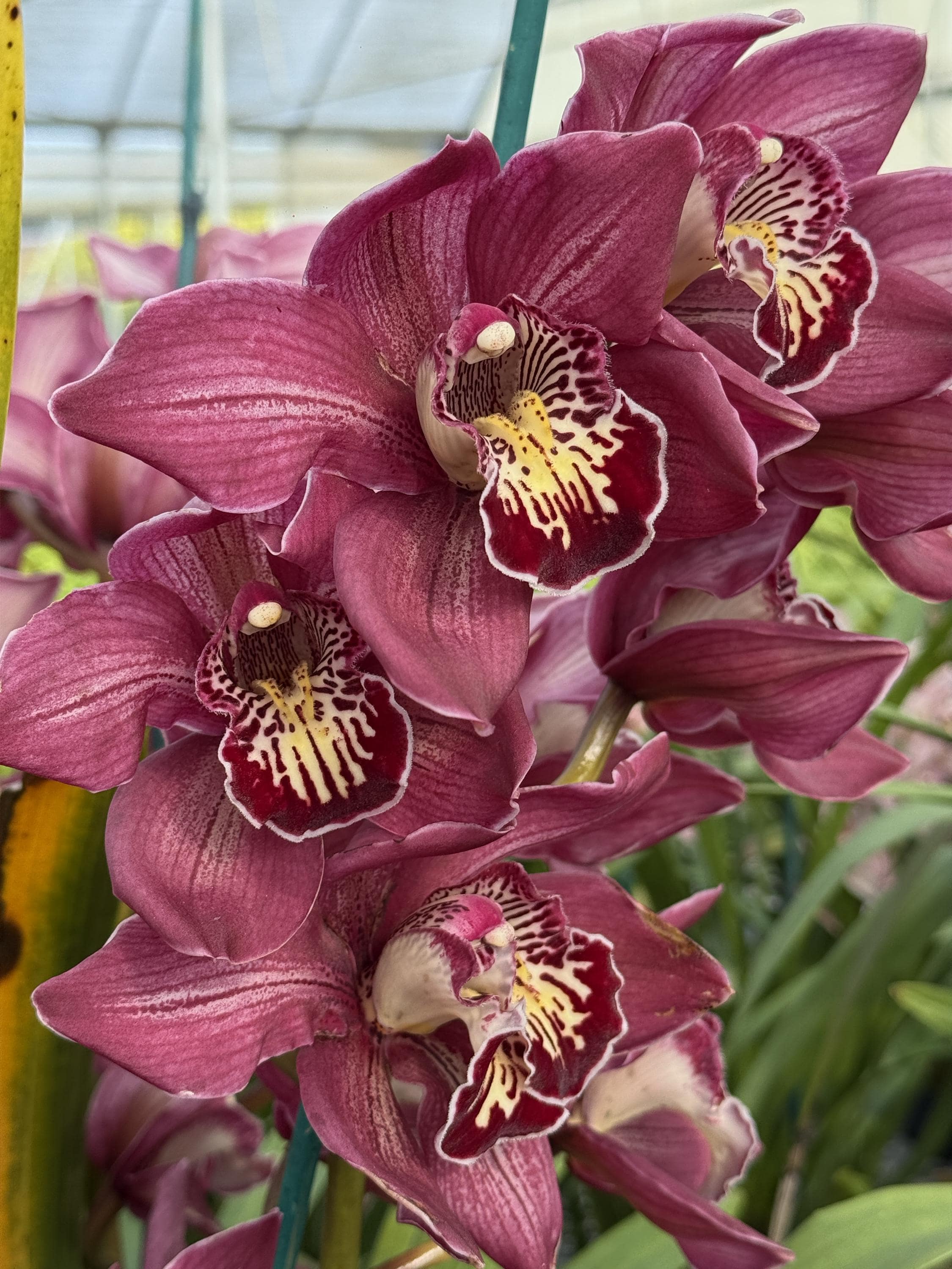 Cymbidium Barrita Pillar 'Claret' - Image 11