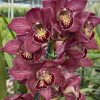 Cymbidium Barrita Pillar 'Claret' - Image 10
