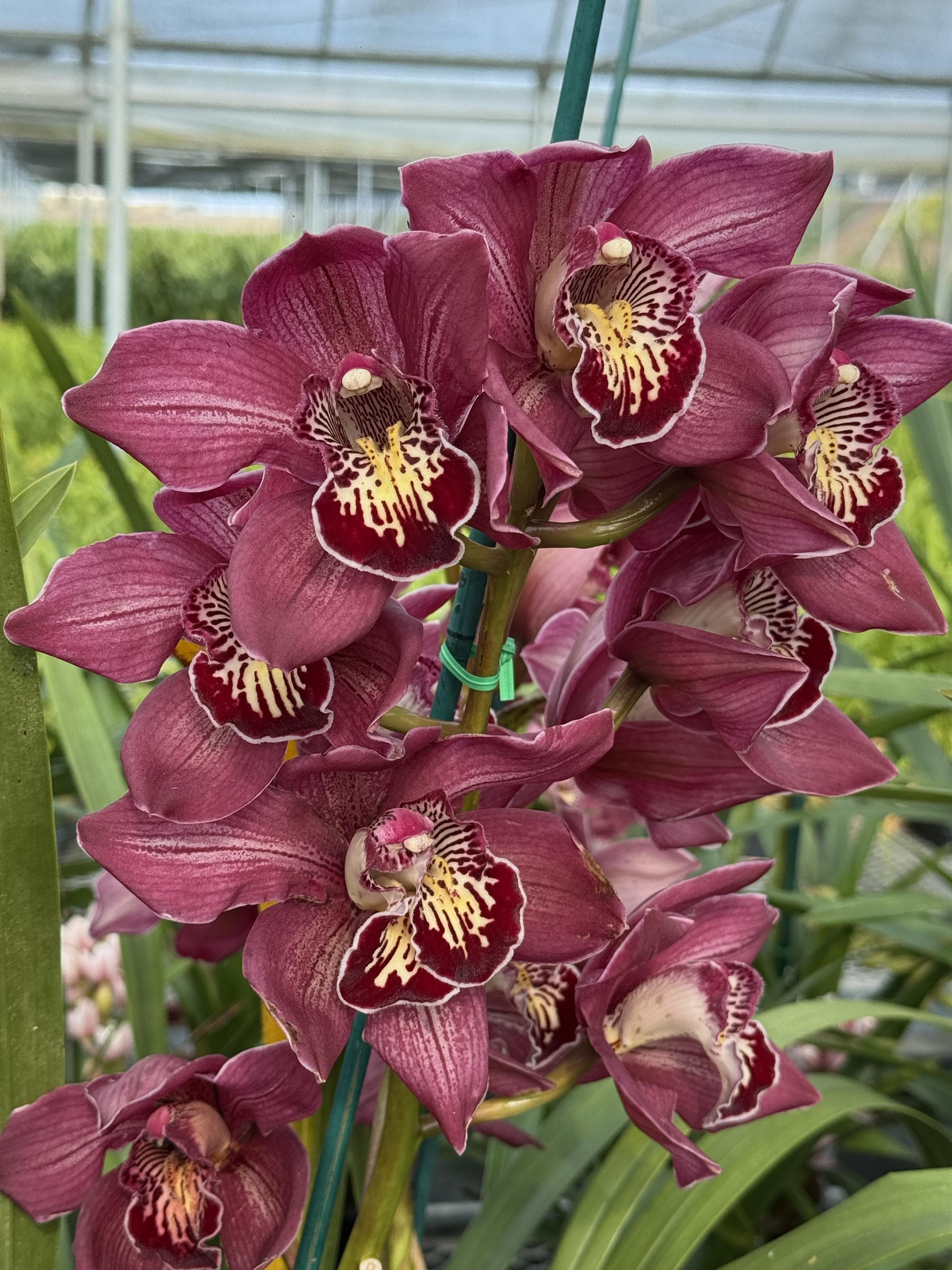 Cymbidium Barrita Pillar 'Claret' - Image 10