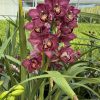 Cymbidium Barrita Pillar 'Claret' - Image 7
