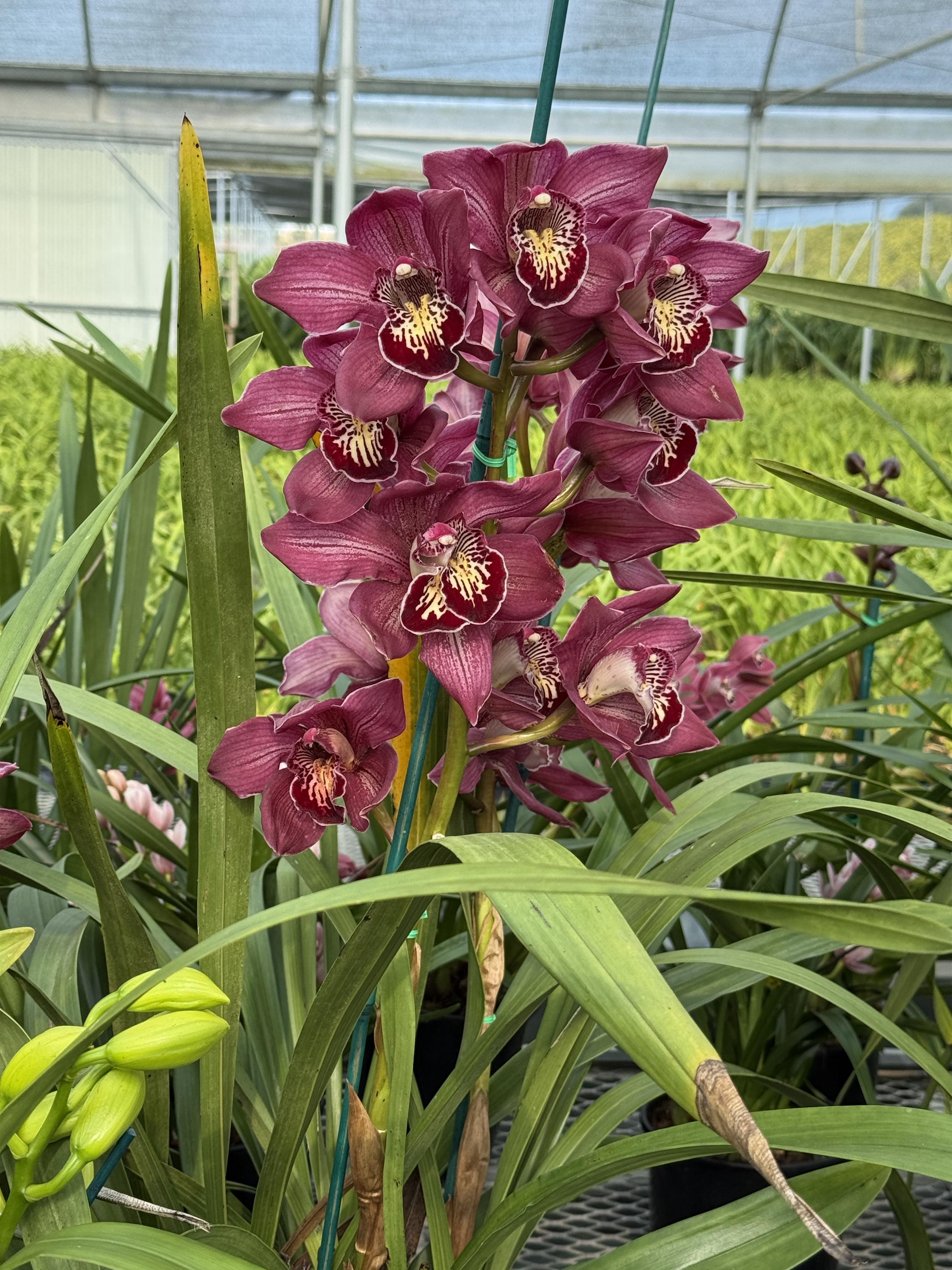 Cymbidium Barrita Pillar 'Claret' - Image 7