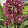 Cymbidium Barrita Pillar 'Claret' - Image 8