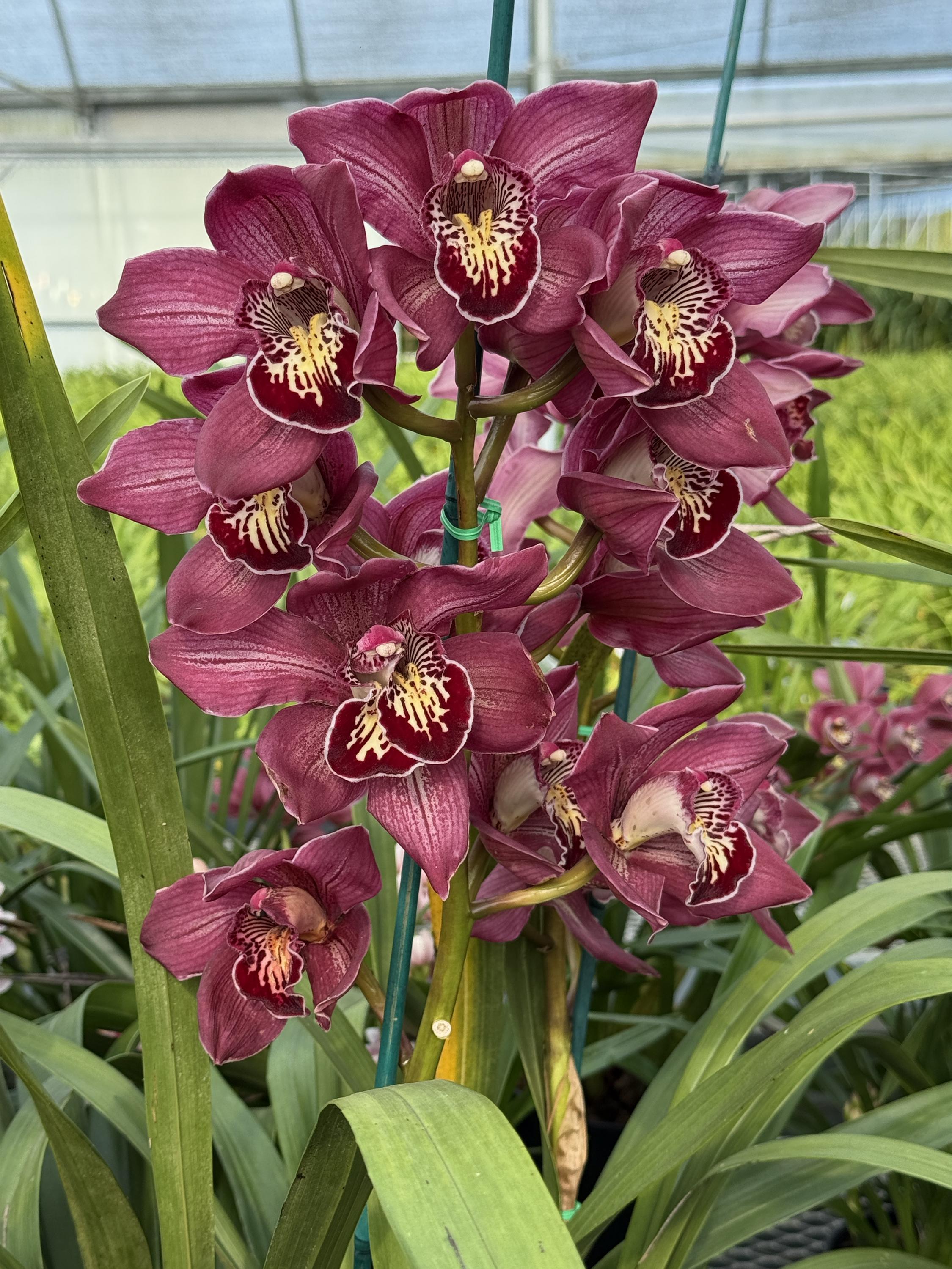 Cymbidium Barrita Pillar 'Claret' - Image 8
