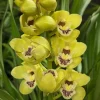 Cymbidium Carmel Split 'Cutie' - Image 3