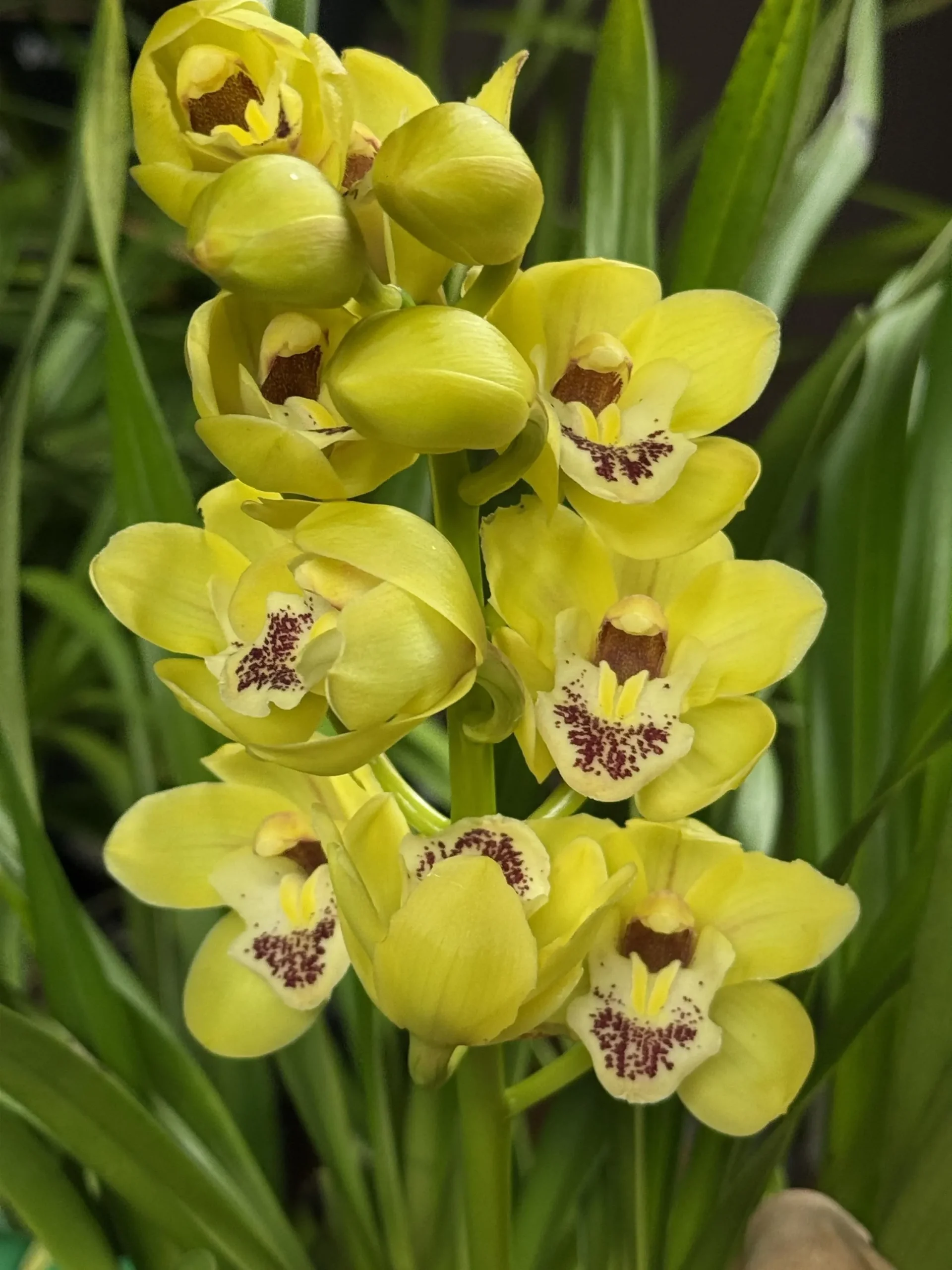 Cymbidium Carmel Split 'Cutie' - Image 3