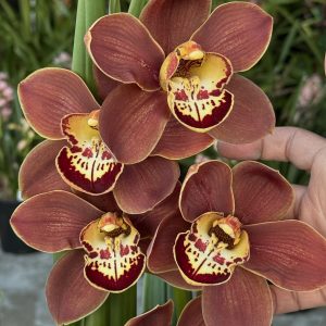 Cymbidium Barrita Toffee ‘Orange Glow’