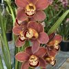 Cymbidium Barrita Toffee ‘Orange Glow’ - Image 4