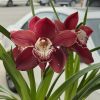 Cymbidium Khan Fury ‘Black Plum’ - Image 6