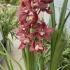 Cymbidium Khan Fury ’Dark and Pointy’ - Image 5