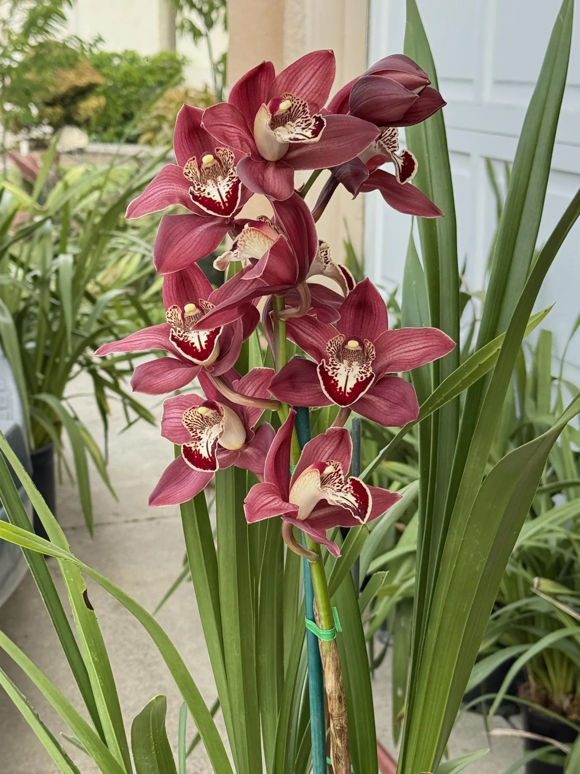 Cymbidium Khan Fury ’Dark and Pointy’ - Image 5