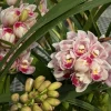 Cymbidium Barrita Flight '4' - Image 3