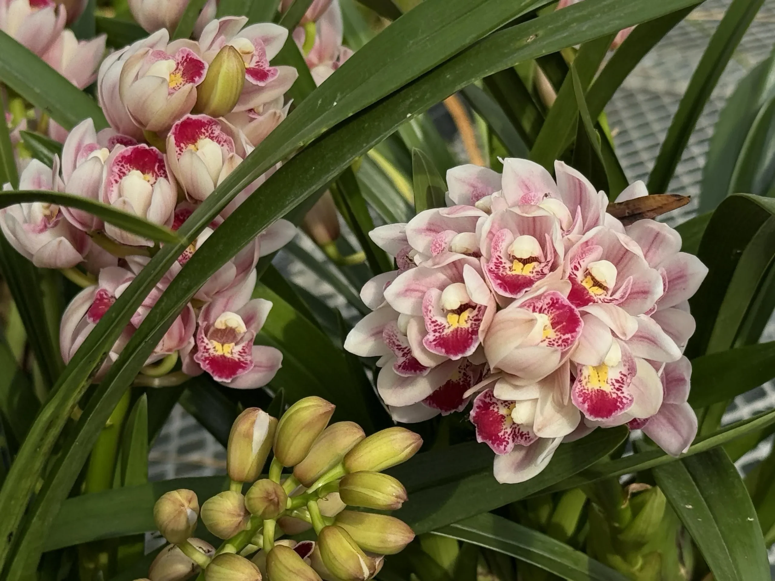 Cymbidium Barrita Flight '4' - Image 3