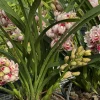 Cymbidium Barrita Flight '4' - Image 6