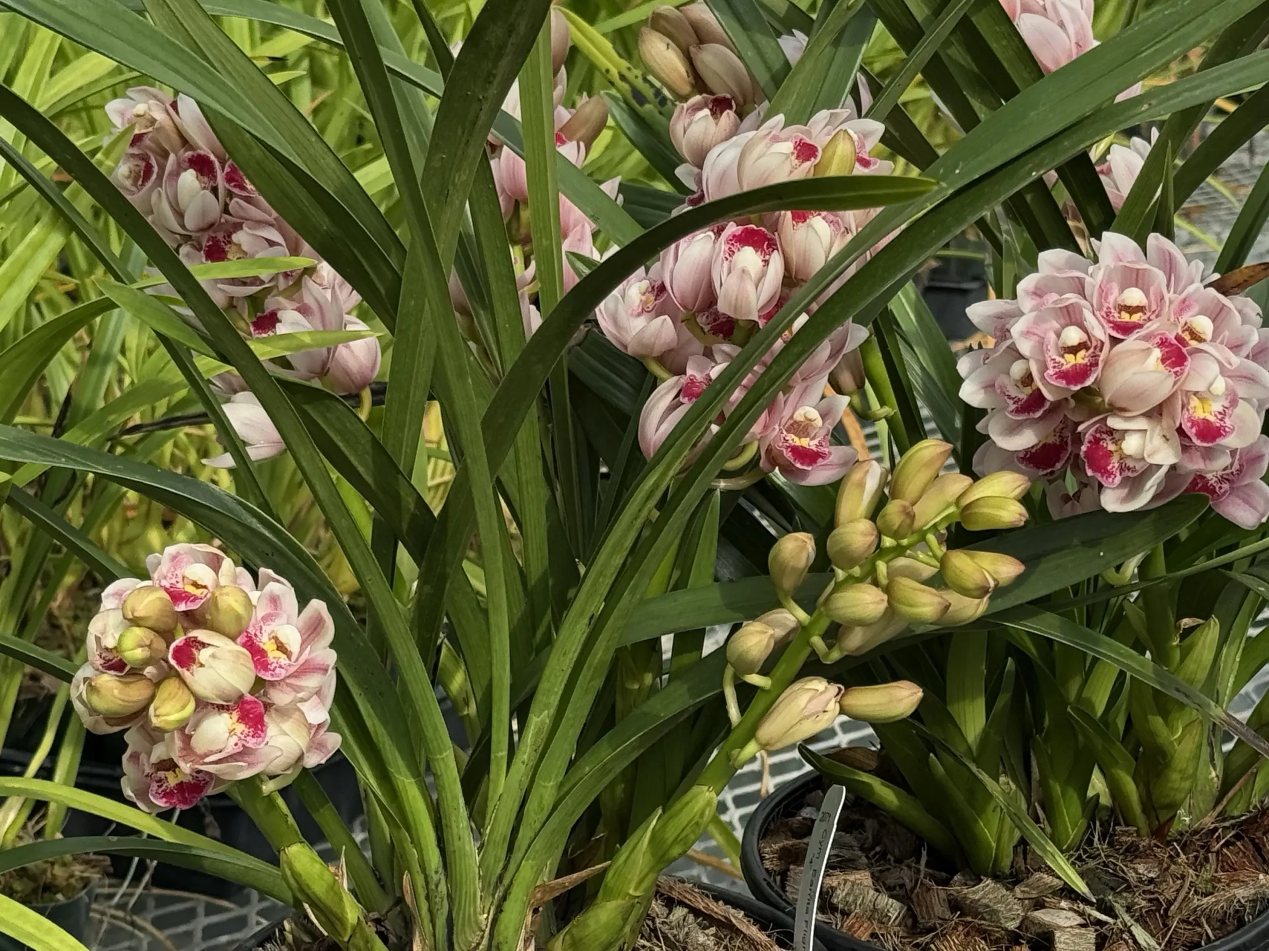 Cymbidium Barrita Flight '4' - Image 6